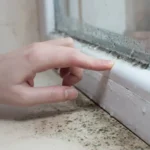 Understanding Mold Infestations in the Home Causes, Risks, and Solutions