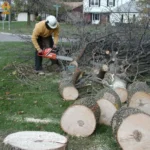 Selecting the Perfect Tree for Your Sydney Home An In-Depth Guide